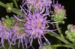 Roughleaf blazing star <BR>Tall blazing star